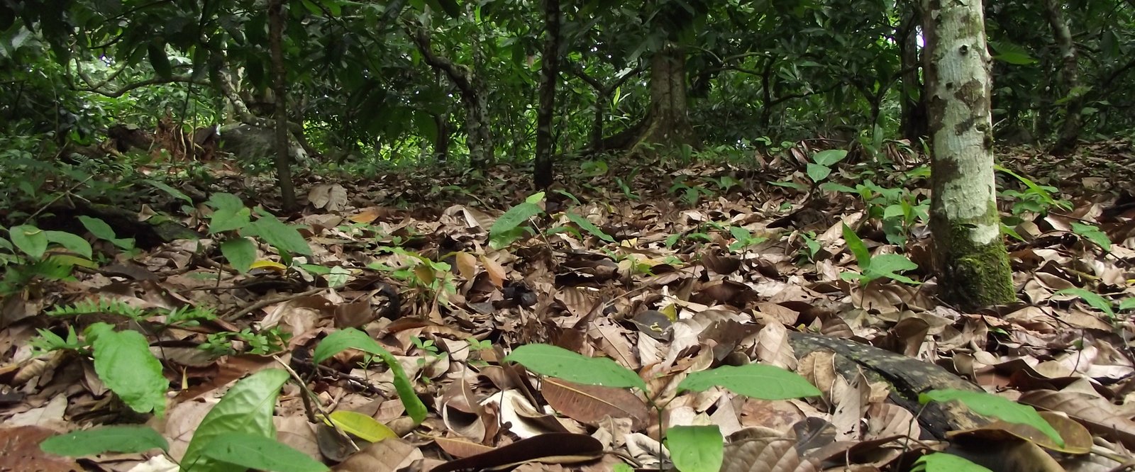 Floor of a cacao agroforest near Altamira, Pará, in the Brazilian Amazon, with seedlings among fallen leaves