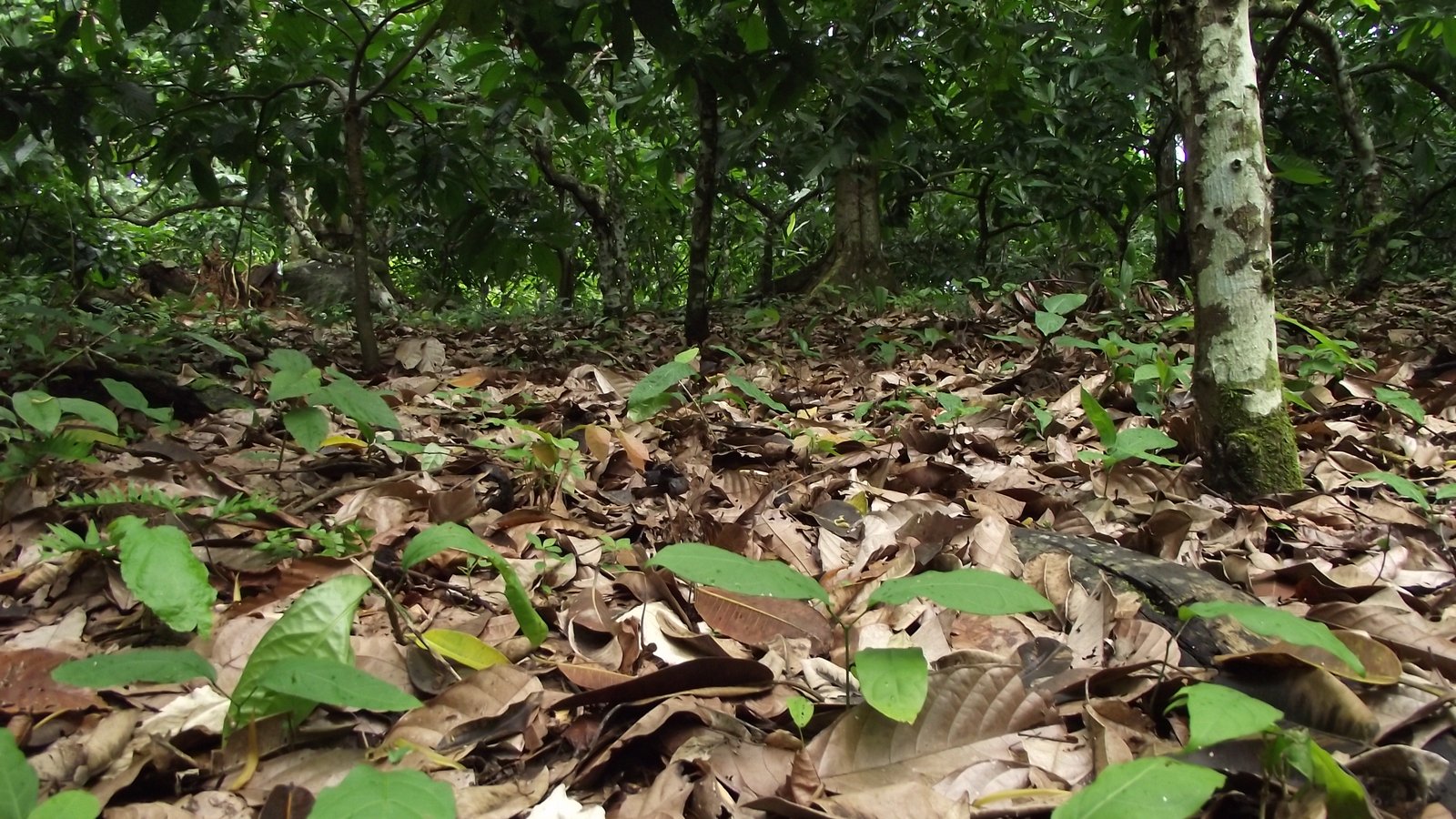 Floor of a cacao agroforest near Altamira, Pará, in the Brazilian Amazon, with seedlings among fallen leaves and tree trunks behind
