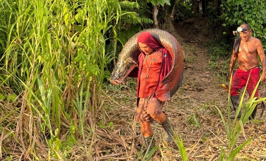 A fisher carrying a large pirarucu on the shoulders along a forest path in the Brazilian Amazon, with a second fisher behind him